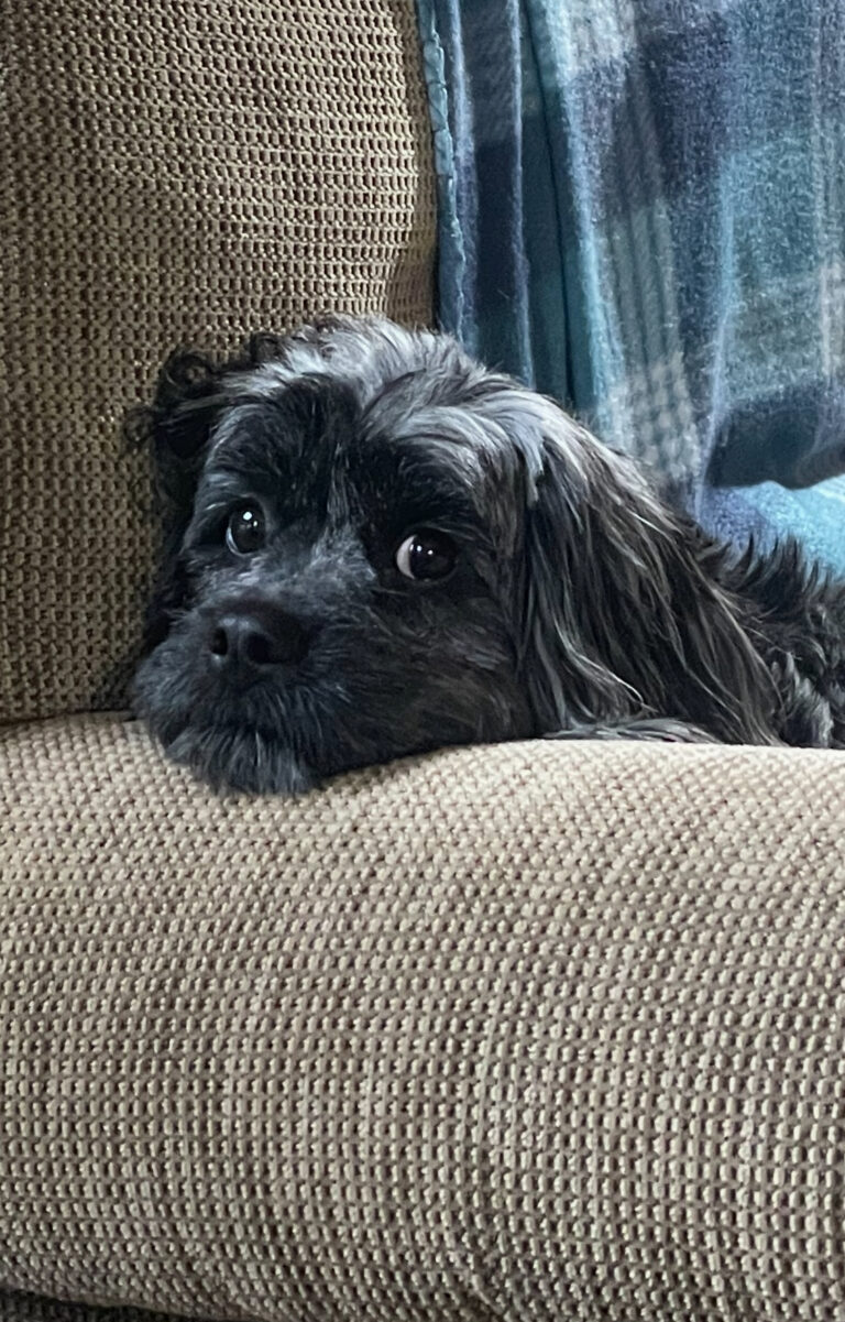 Coco “The Wonder Dog”